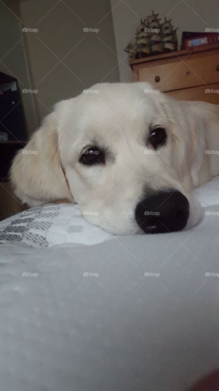 cute golden retriever puppy begging on bed