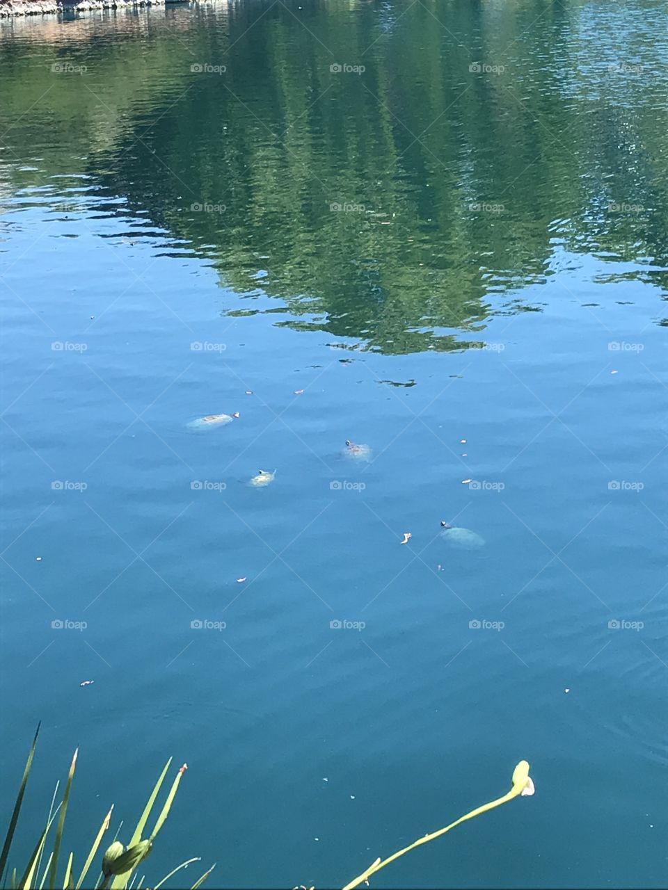 Pond dwellers: turtles at surface 