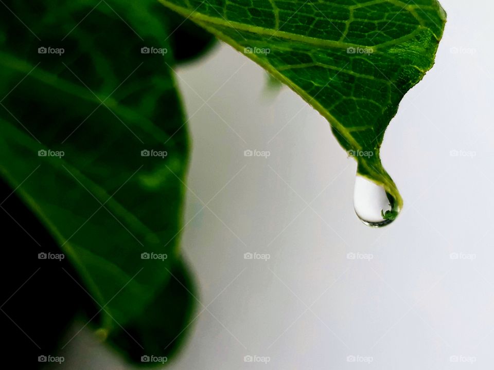 rainy days.  water bubbles on leafe