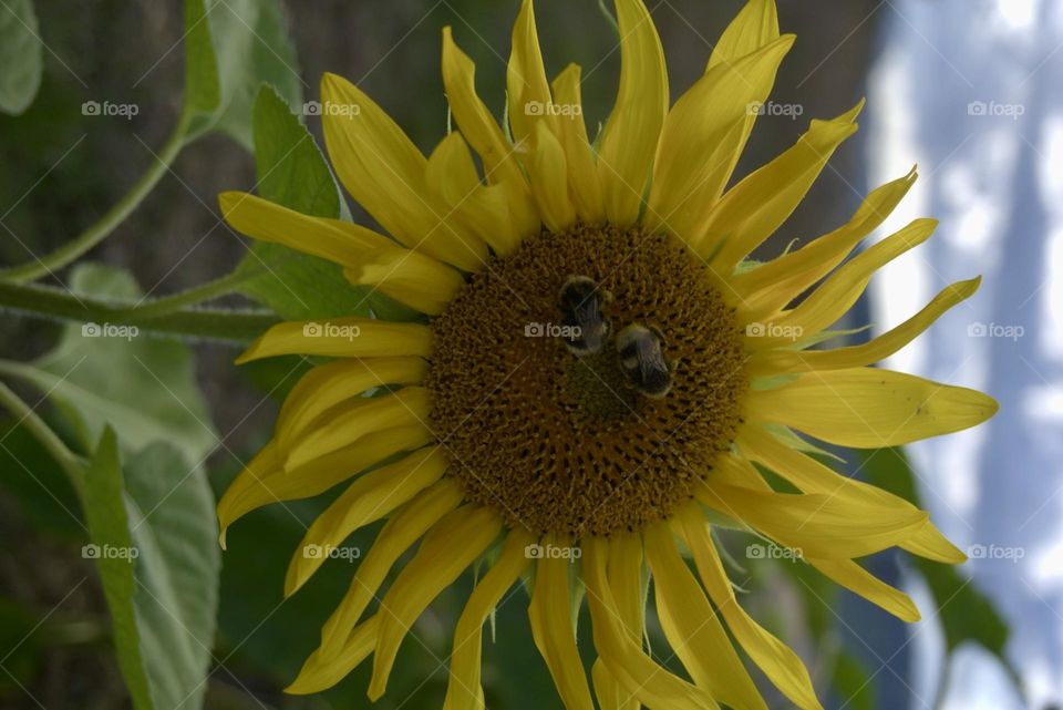 Sunflower#bees