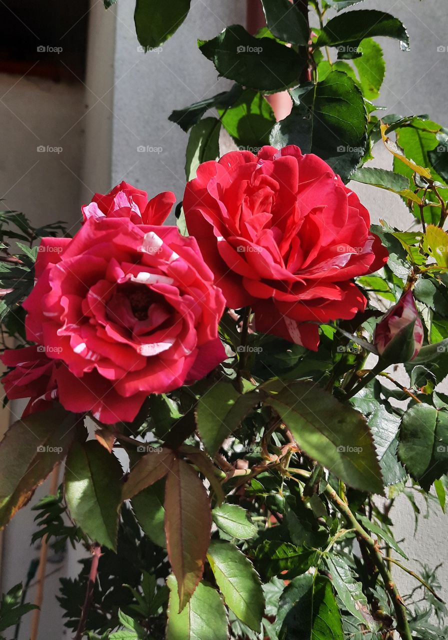 red white spotted park roses