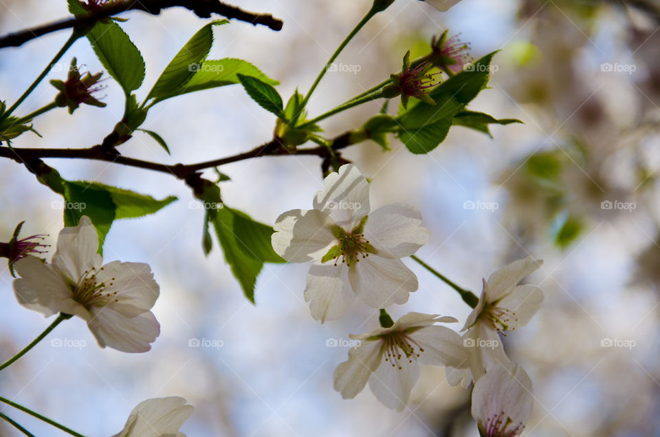 flowers flower white tree by hugo