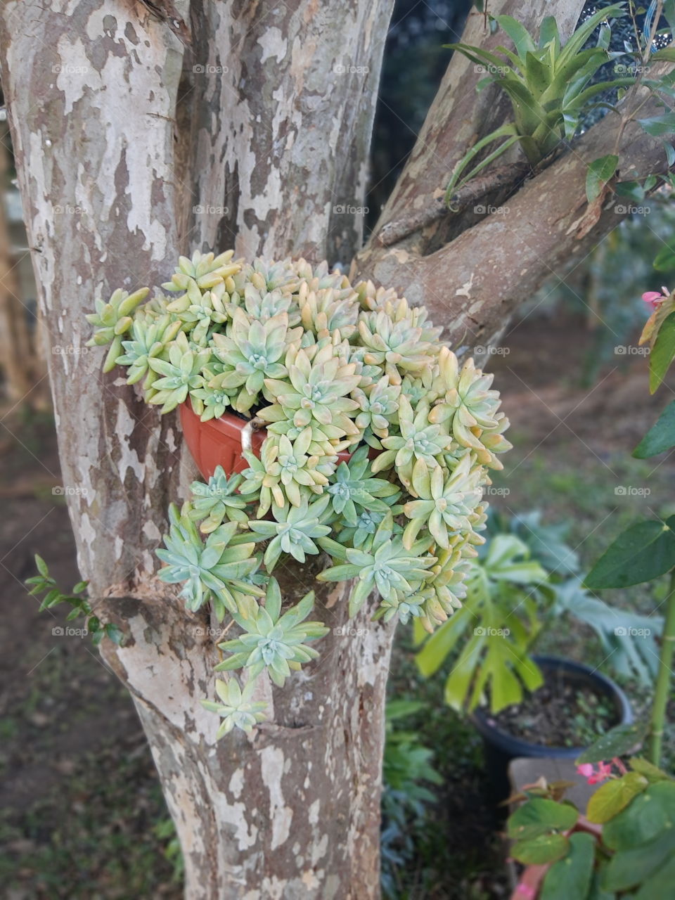 succulents arrangement on a tree