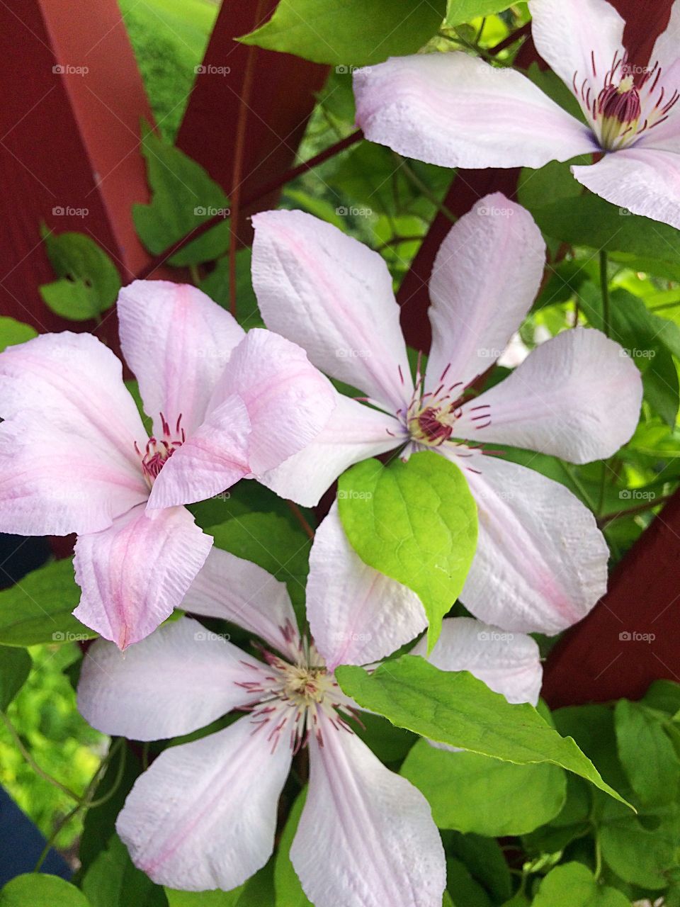 Pink clematis 