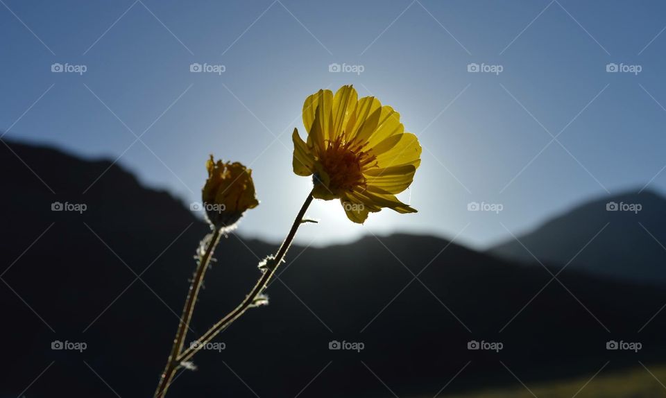 Death Valley flower