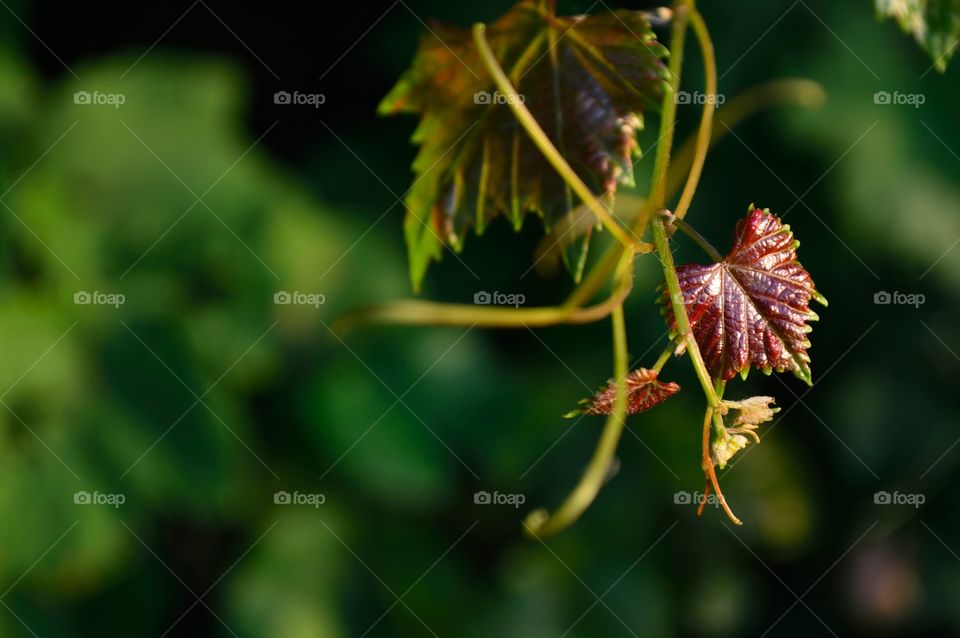 wildlife in miniature