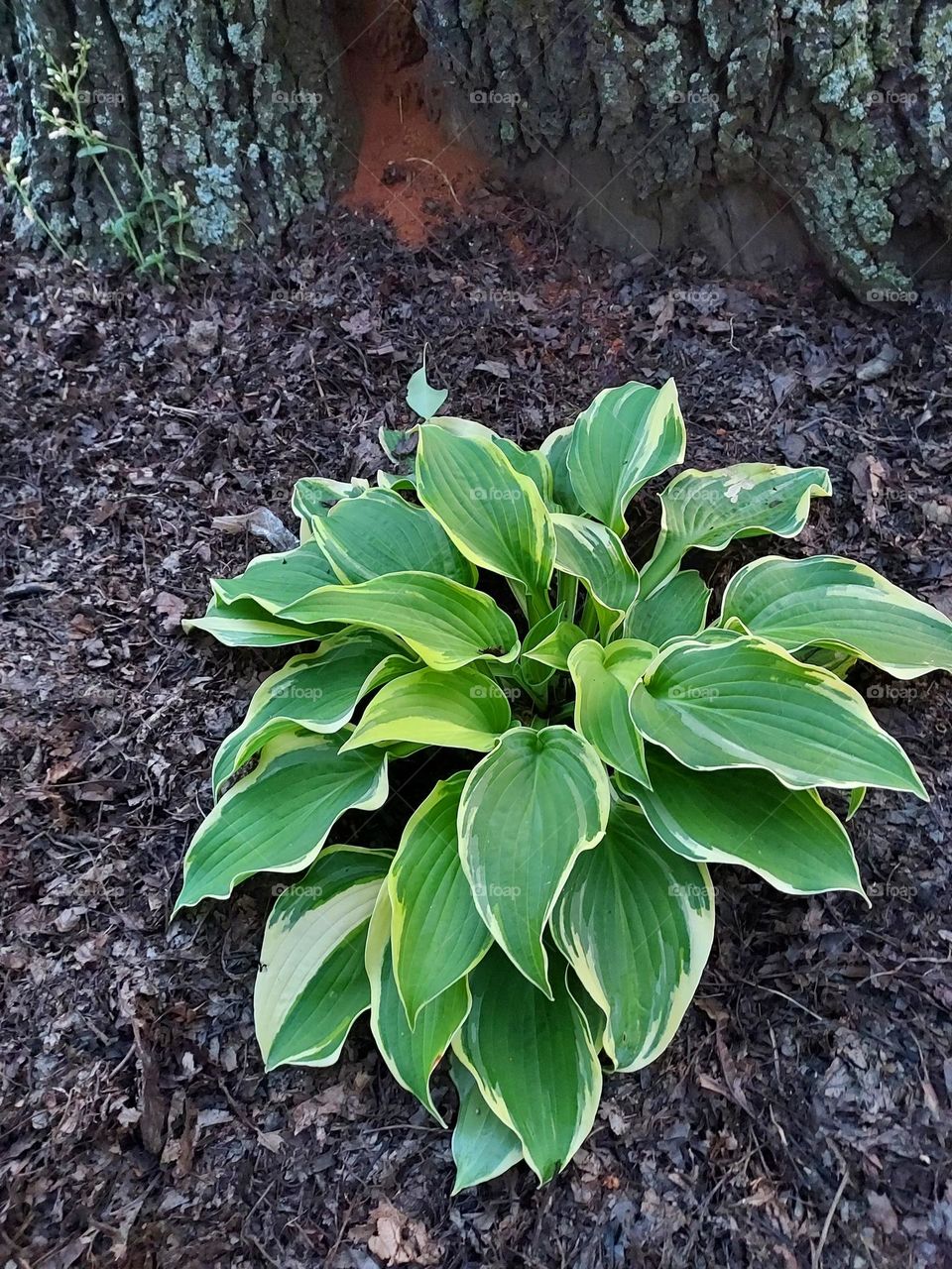 healthy hosta near tree