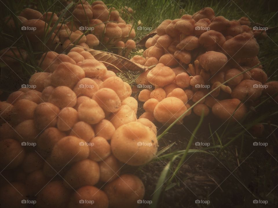 Mushrooms