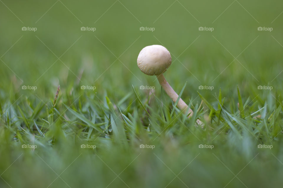 mushroom