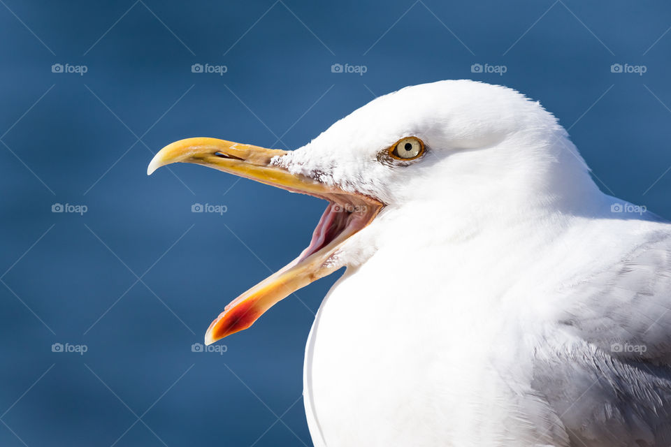 Closeup of a screaming seagull bird with blue ocean in the background 