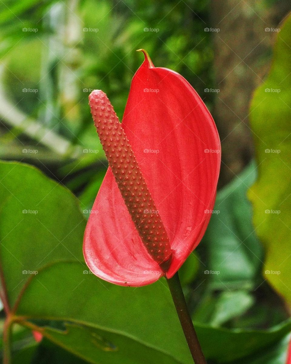 anthurium