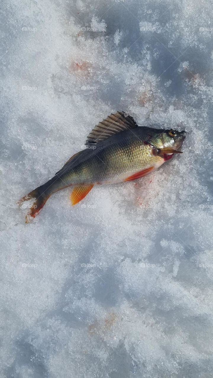 Winter fishing for perch on the ice in Finnish Lapland