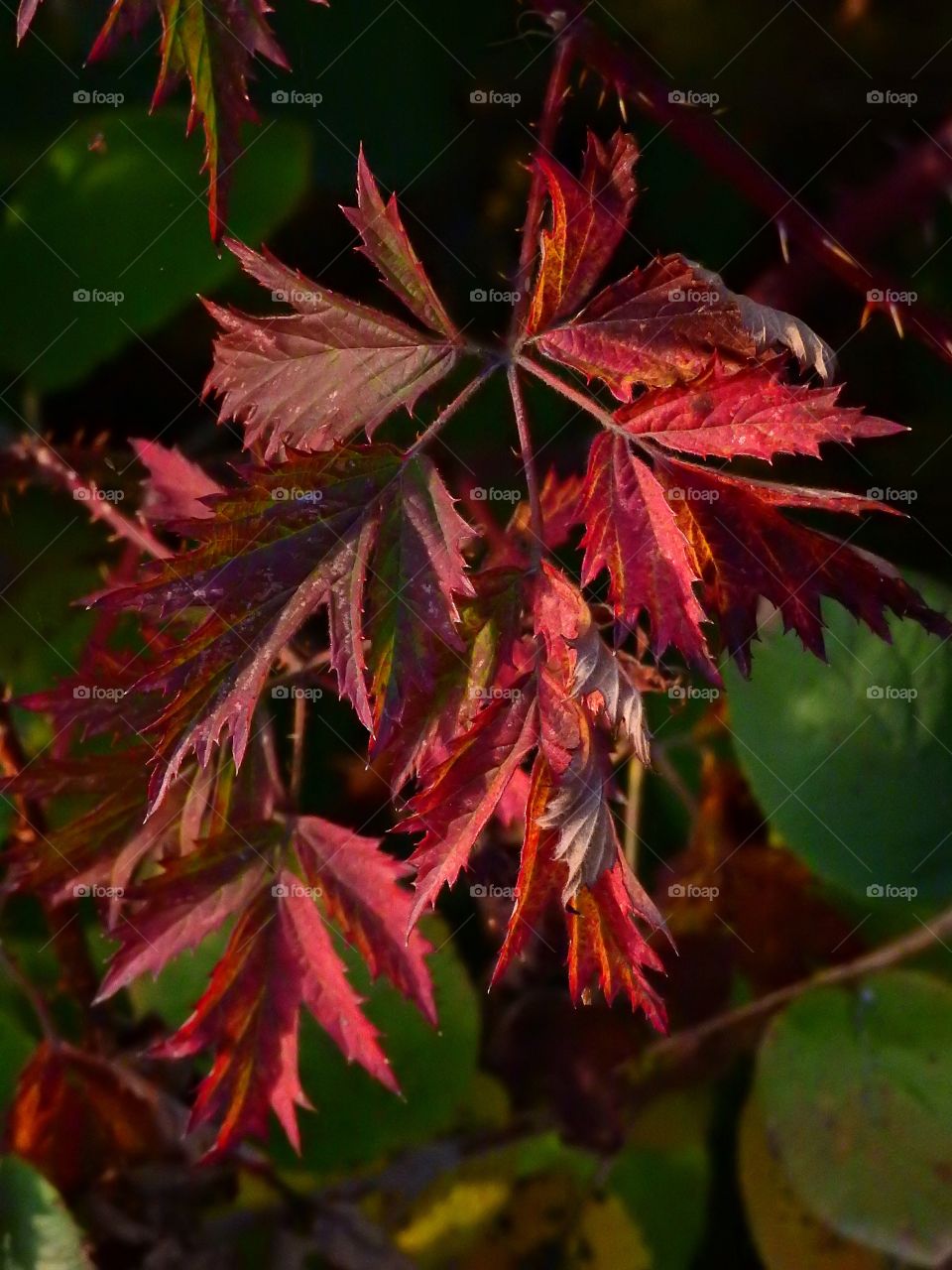 Blackberry leaf in Autumn