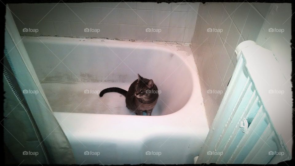 kitty in tub