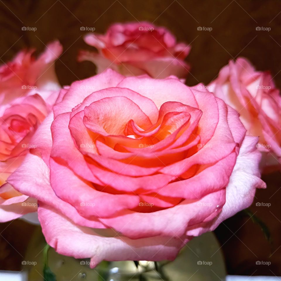 Bouquet of Pink Roses