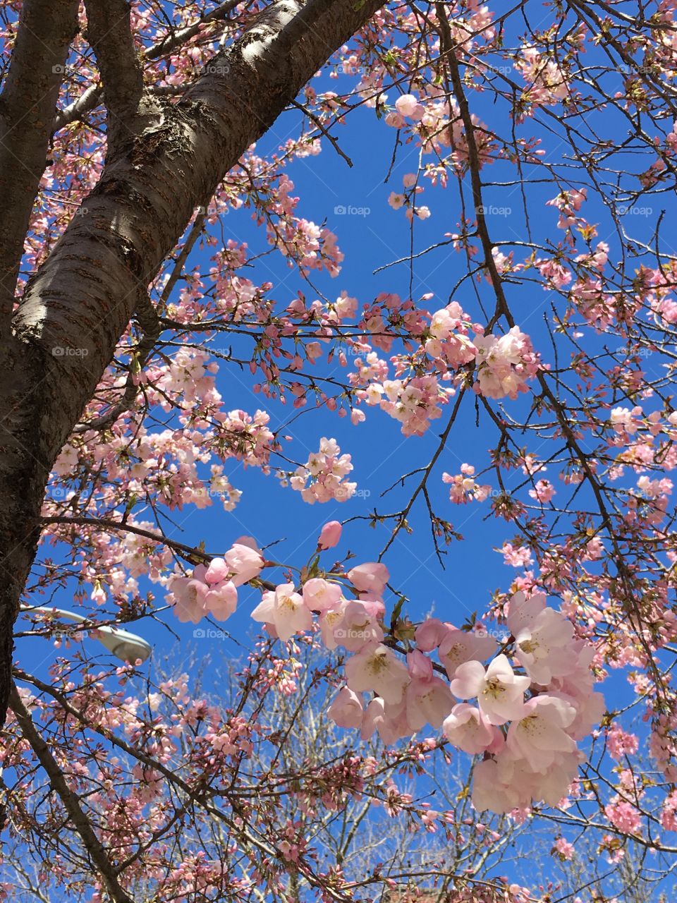 Pink blossoms in Connecticut