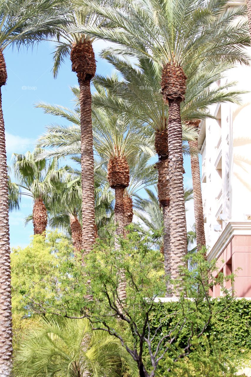 Palm Trees in Las Vegas Nevada 