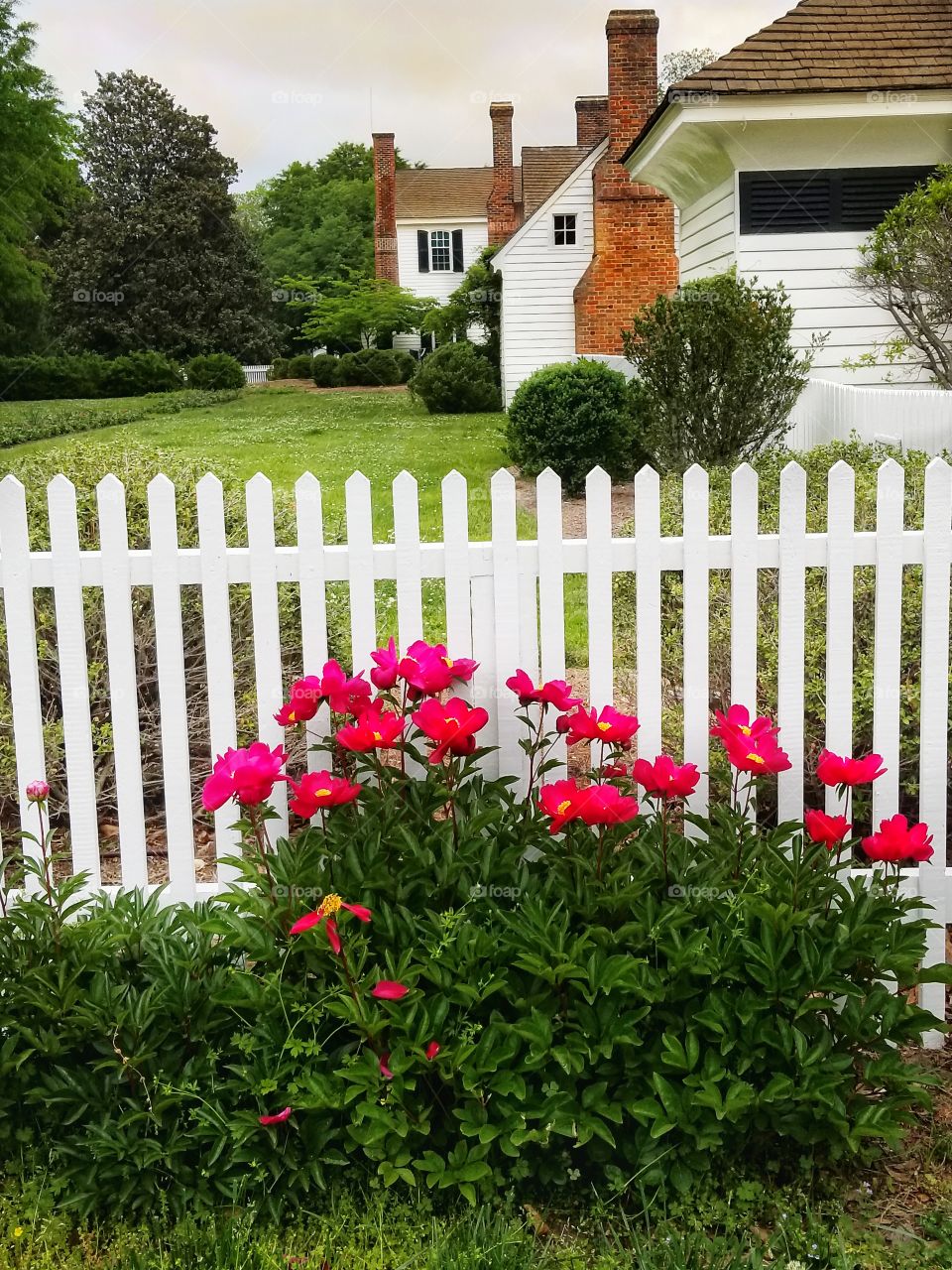 Flowers and a Fence