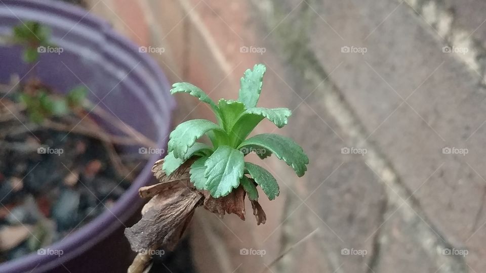 Leaf, Nature, Flora, No Person, Outdoors