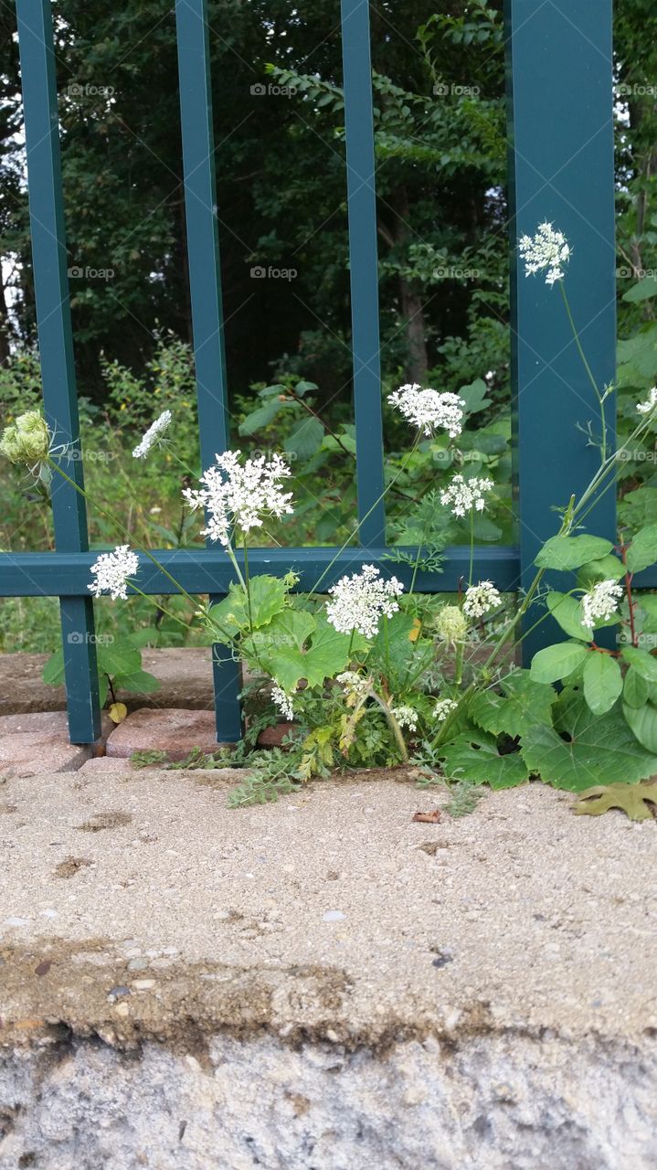 Queen Anne's Lace