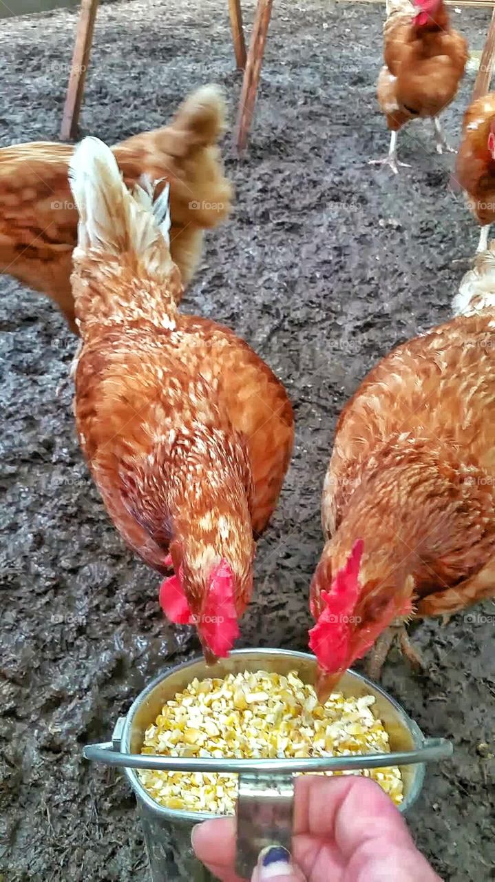 hand feeding chickens
