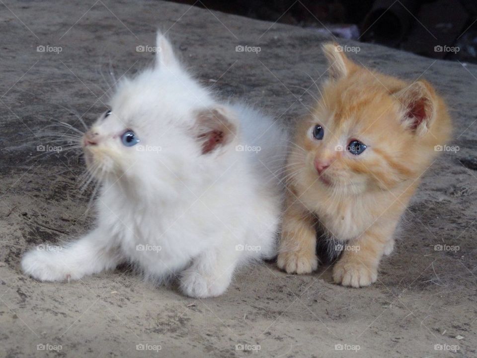Scared kittens