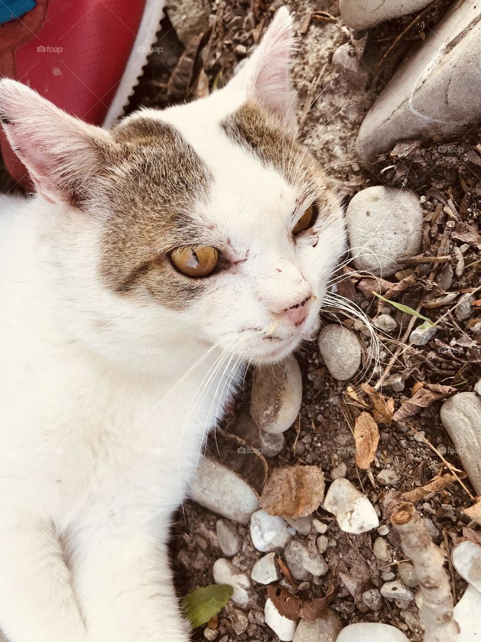 beautiful eyes of a black and white cat