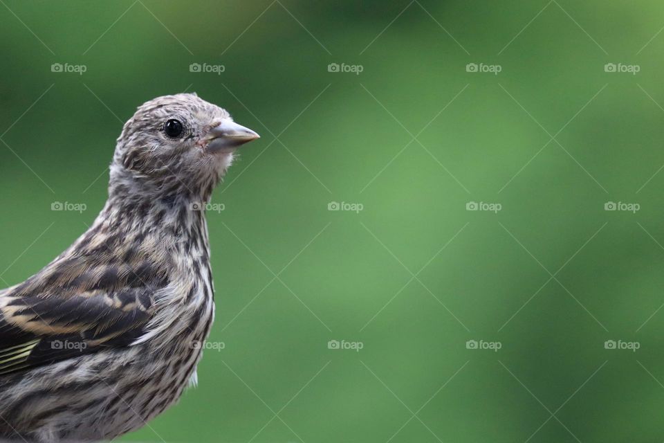 A finch looks for food in a quiet garden, green trees in the background providing protection and shade