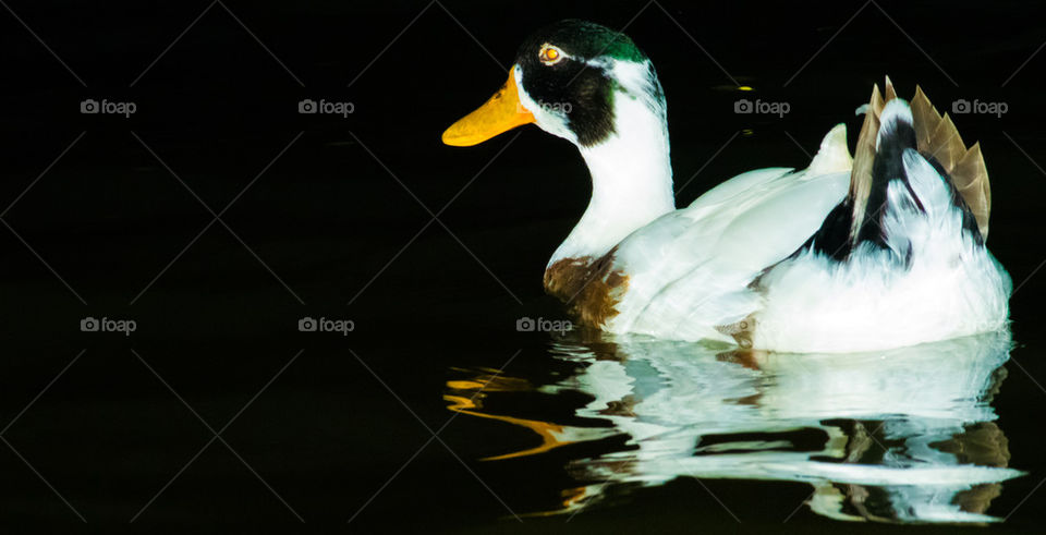 duck at night