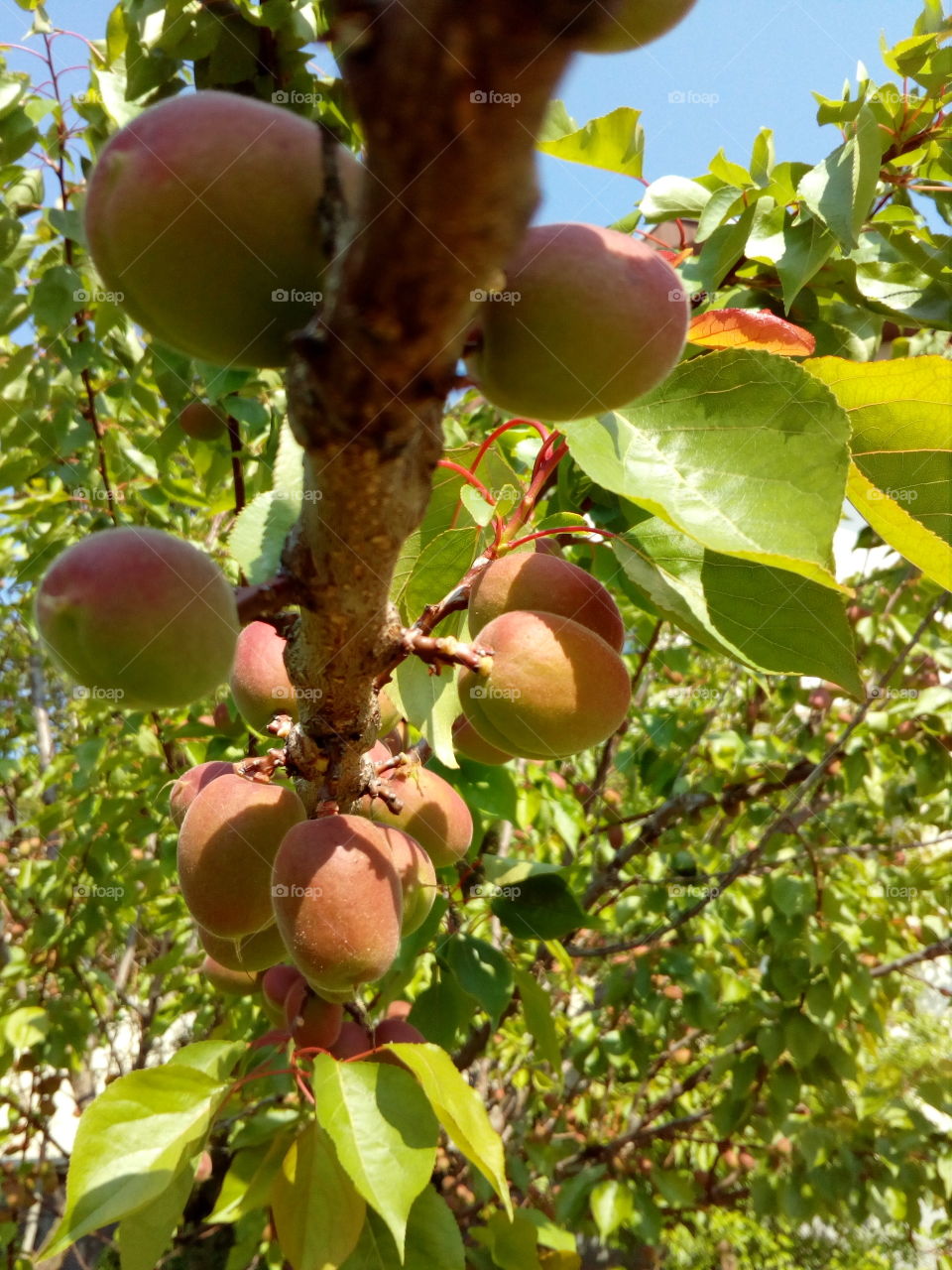 A lot of young apricot on a branch