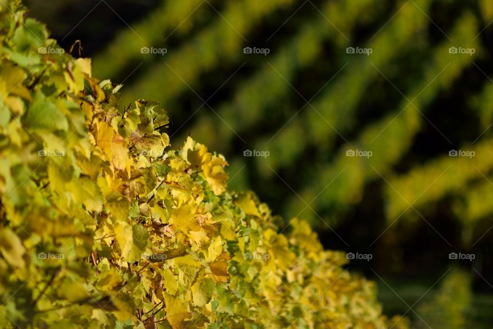 Vineyard: Vine rows in autumn color (yellow and green).