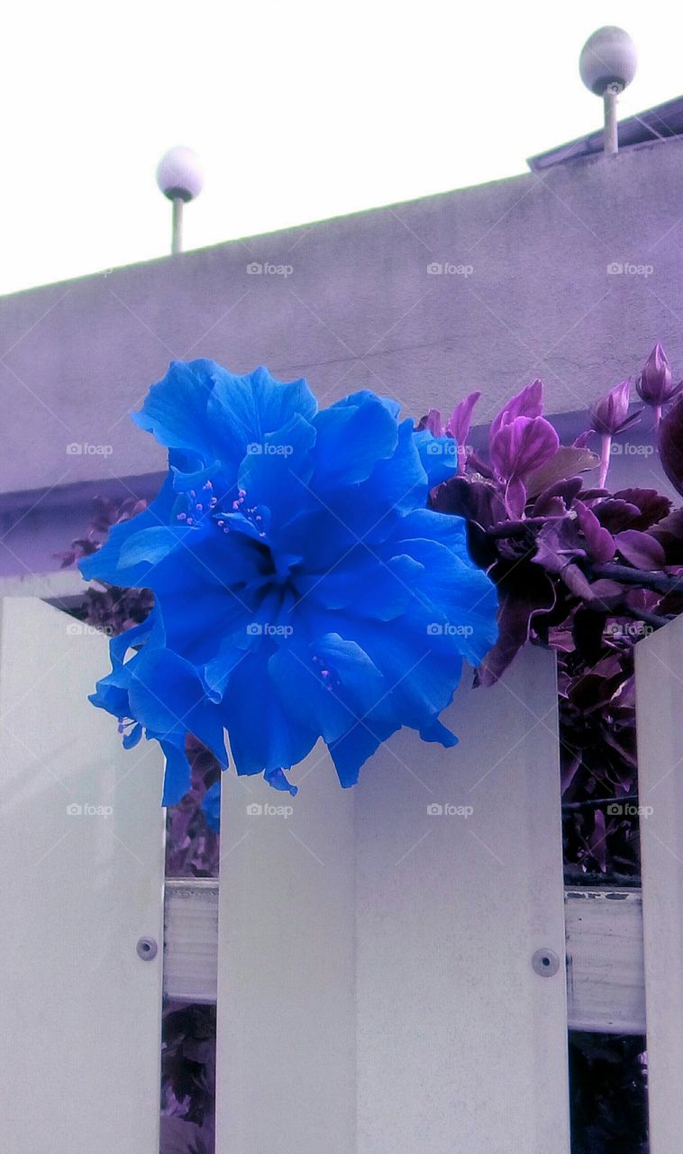 Blooming beautiful blue flower hanging
in closeup outdoors along wooden fence