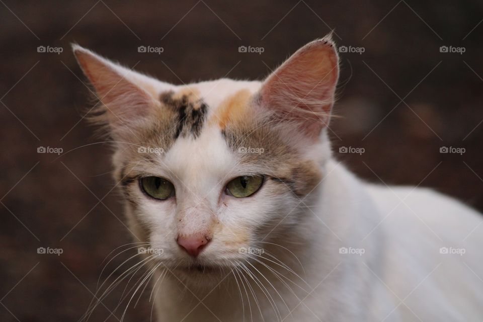 Cute looking indian cat