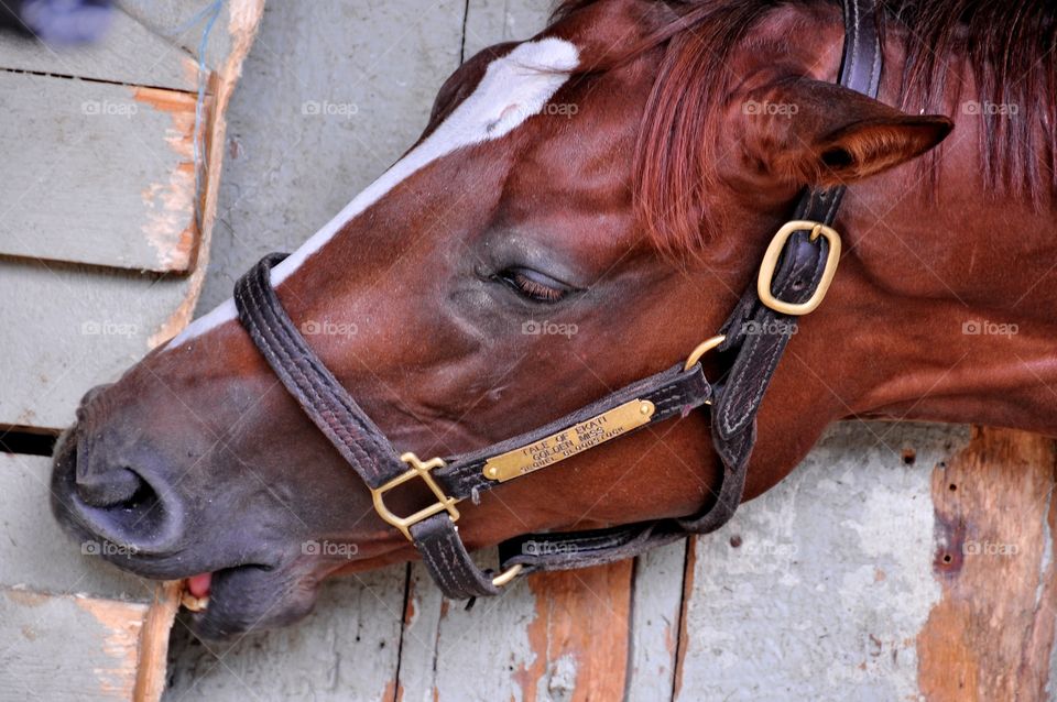 Bite Me. Gorgeous chestnut racehorse chewing on the stall door. 
Zazzle.com/Fleetphoto 