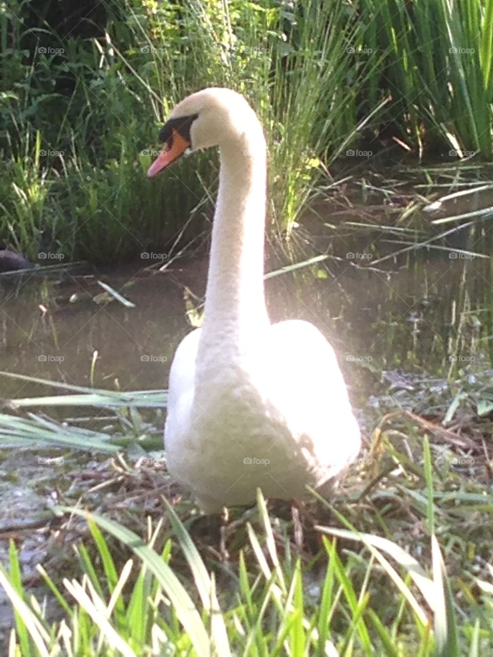 Male swan stands guard