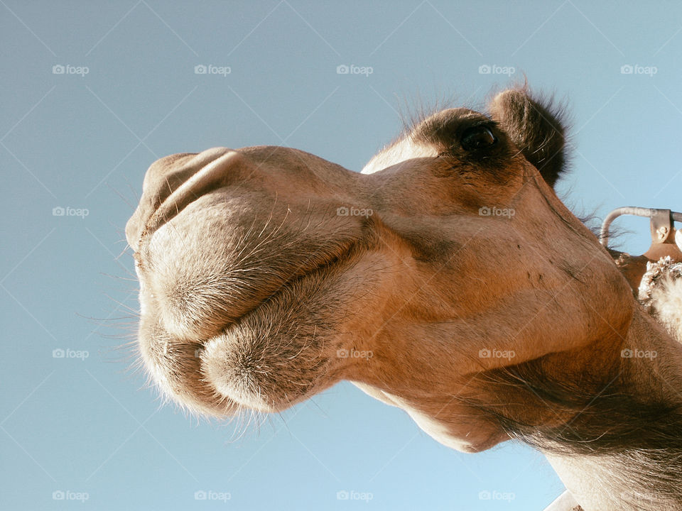 Camel