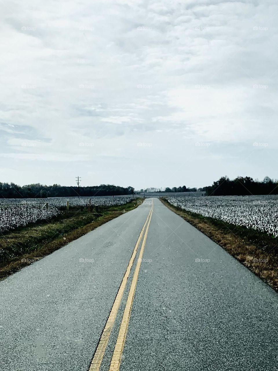 Cotton fields 