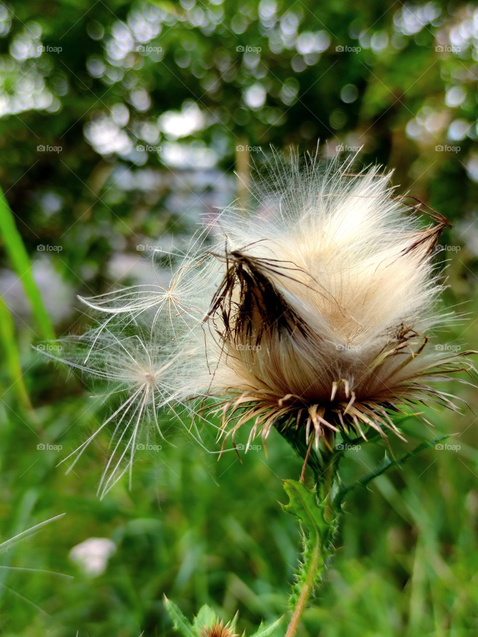 the fruit of the flower of the Thistle.  Seeds with a tuft of white feathery hairs.