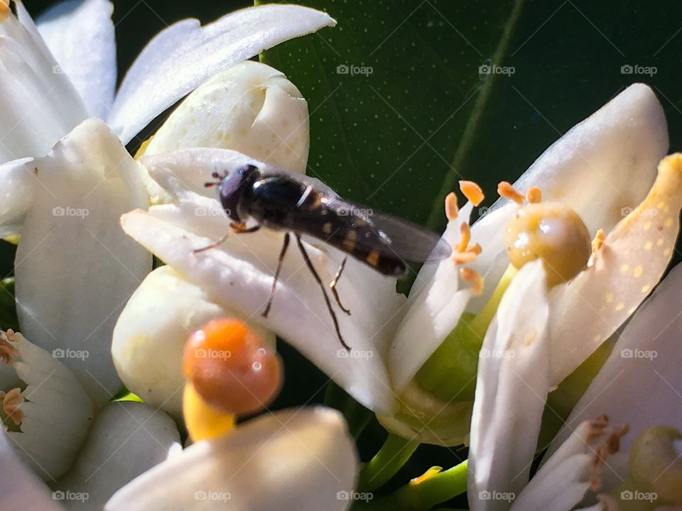 Close-up bee amid the stamen of a blossom