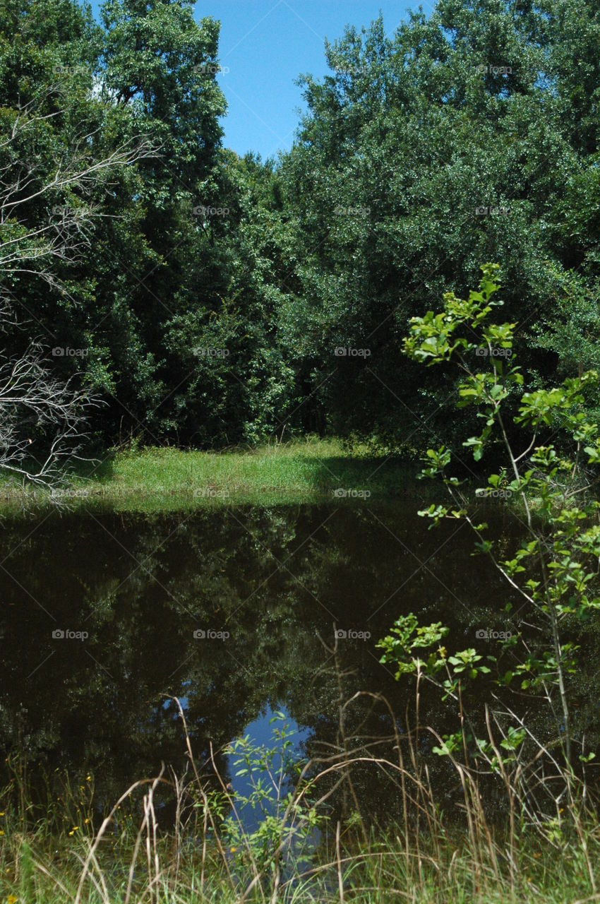 Trees reflected in a pond 