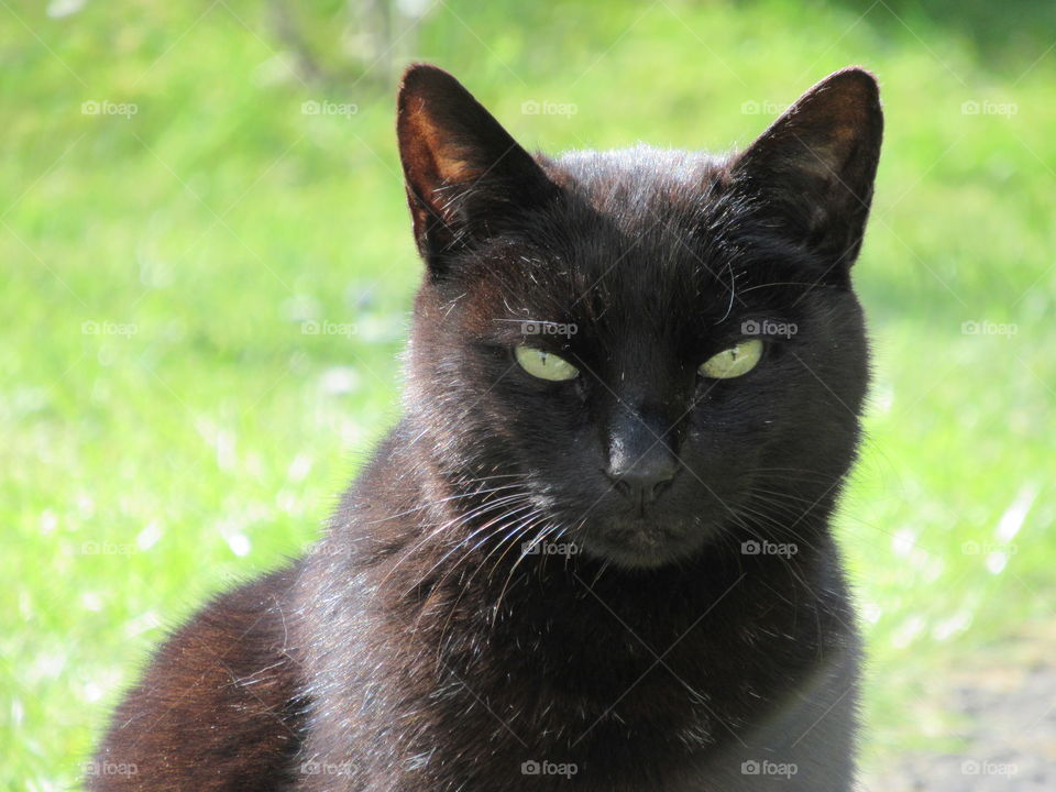 Portrait of a black cat