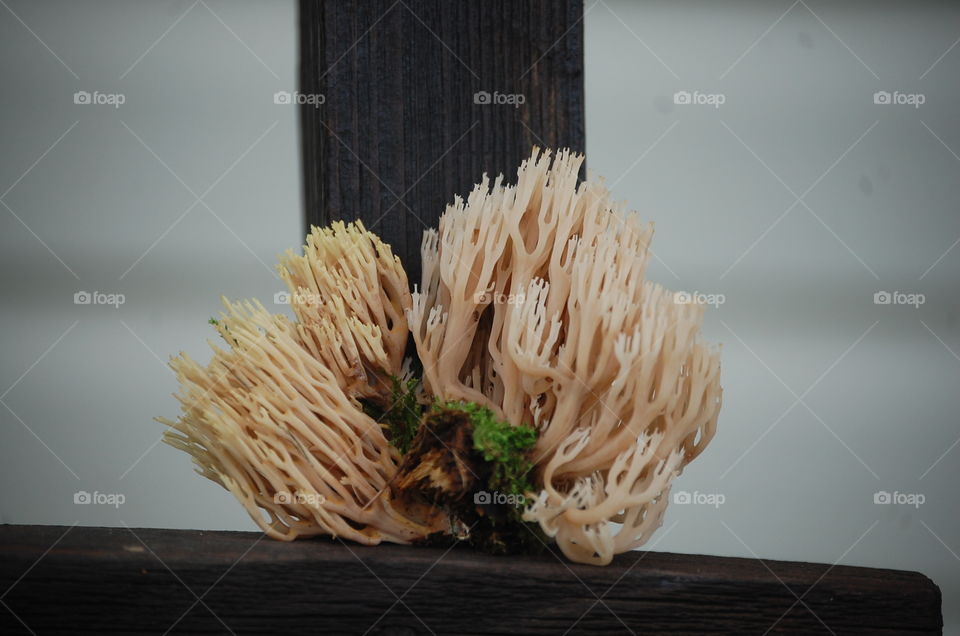Ramaria stricta