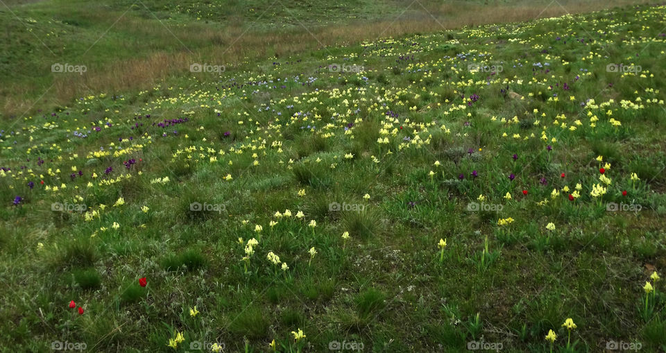 Wild flowers