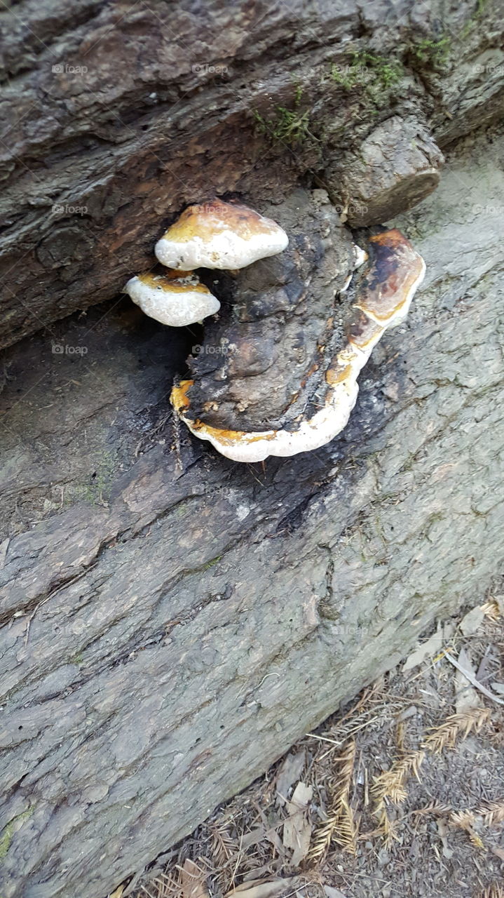 shelf mushrooms