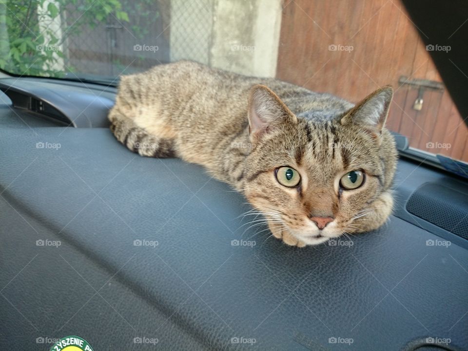 Cat in car. He sleeps in strange places like dashboard.