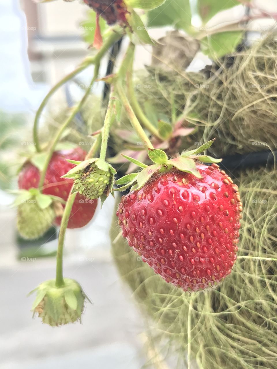 Summer strawberries 