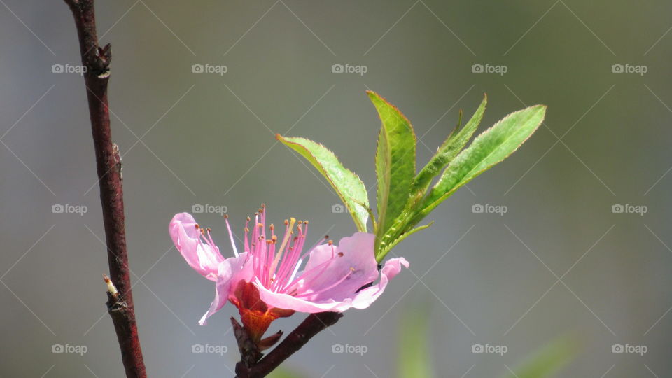 Peach tree blossoms