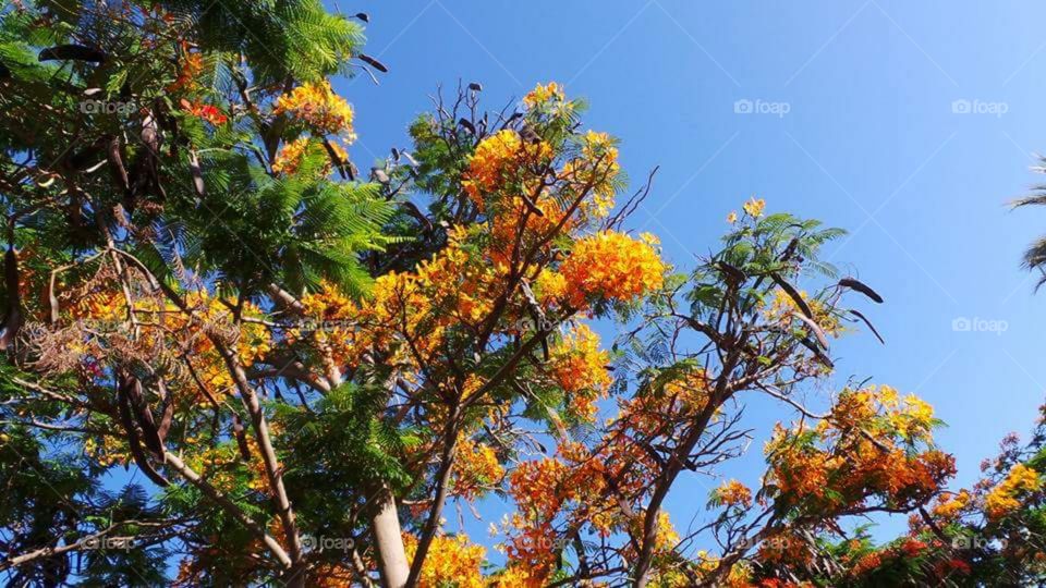 floral in
Puerto de Morgan
Gran Canaria
Puerto de Mogán is a picturesque resort and fishing village in the municipality of Mogán, set at the mouth of a steep-sided valley on the southwest coast of the island of Gran Canaria. It attracts many tourists either to stay or on day-visits. Canals linking the marina to the fishing harbour have led to it being nicknamed "Little Venice" or the "Venice of the Canaries". Restaurants and bars fringe the marina and the beach front. On Fridays there is a very popular market which brings in tourists from all over the island.
Puerto de Mogán has very few buildings over two stories high, and the government of Gran Canaria restricts new buildings taller than this.
Puerto de Mogán can be reached via a new extension of the motorway GC1 (opened in March 2013) which