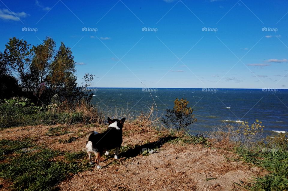 Dog standing in front of sea