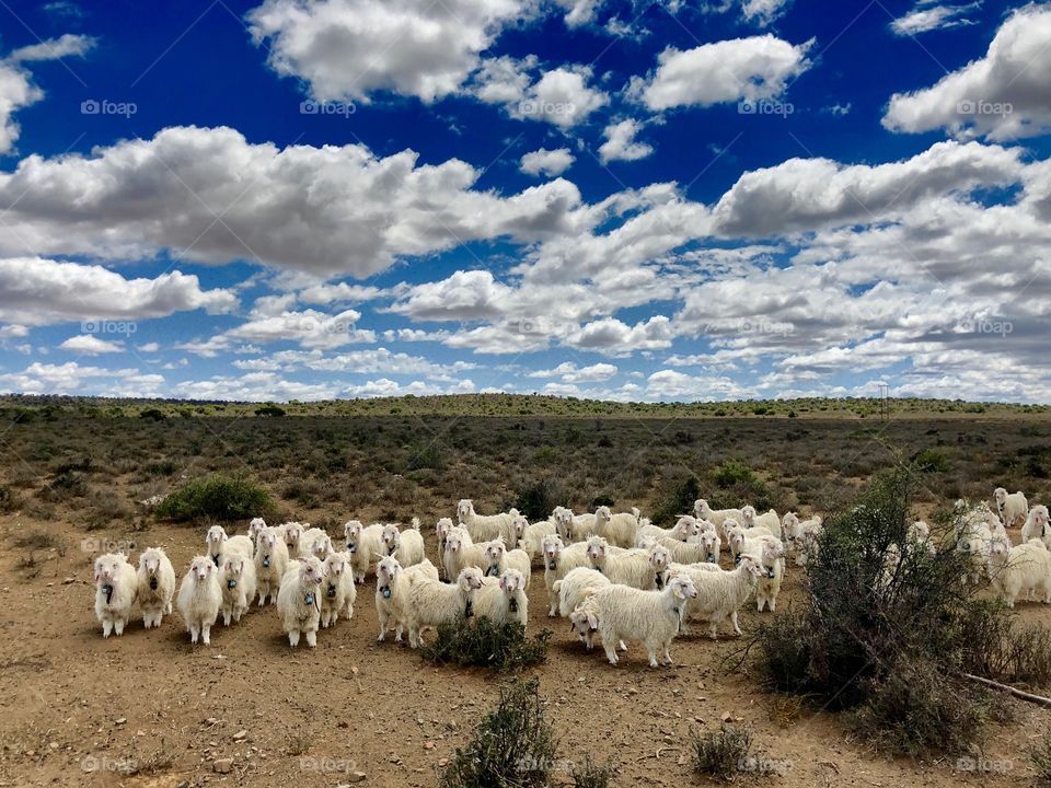 Goats in the Karoo